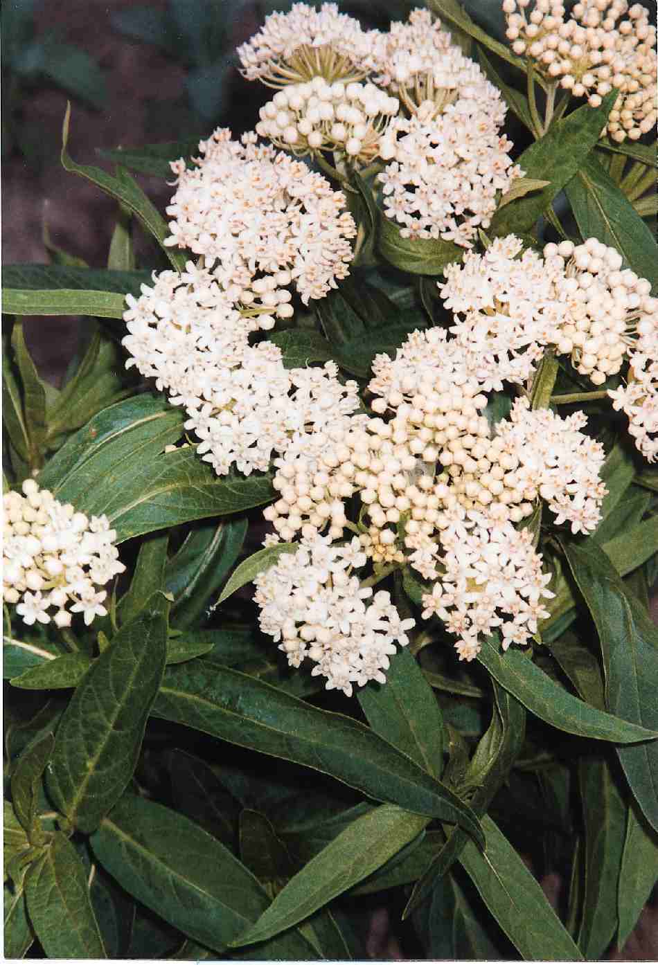 Asclepias incarnata milkmaid