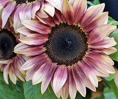 ProCut® Plum (F1) Sunflower