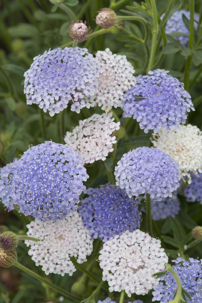 Didiscus caeruleus lace mixture (100 семян)