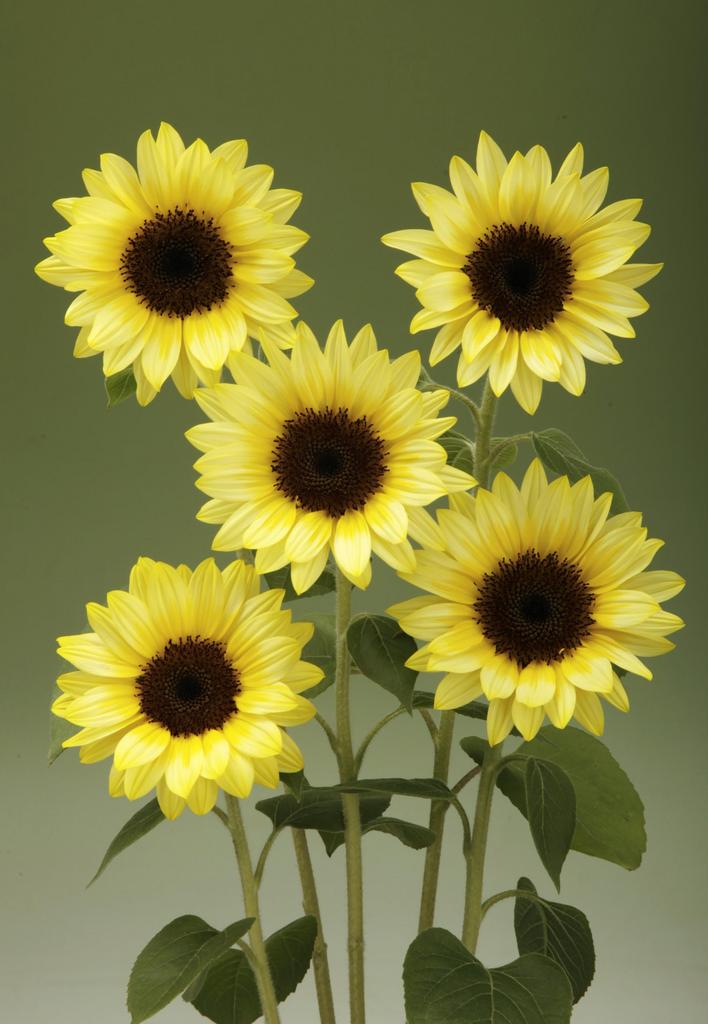 Helianthus annuus sunrich limoncello summer