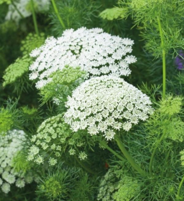 Ammi visnaga casablanca