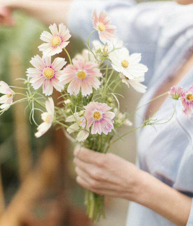 Космея Априкот Лимонад (cosmos bipinnatus apricot lemonade)