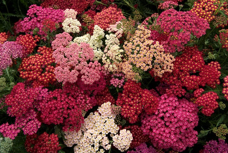 Ахилея Саммер Берриз Микс (50 штук)