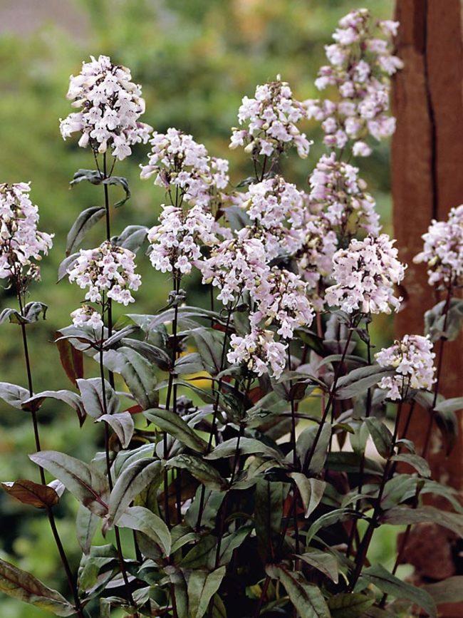 Пенстемон Мистика (Penstemon digitalis mystica)
