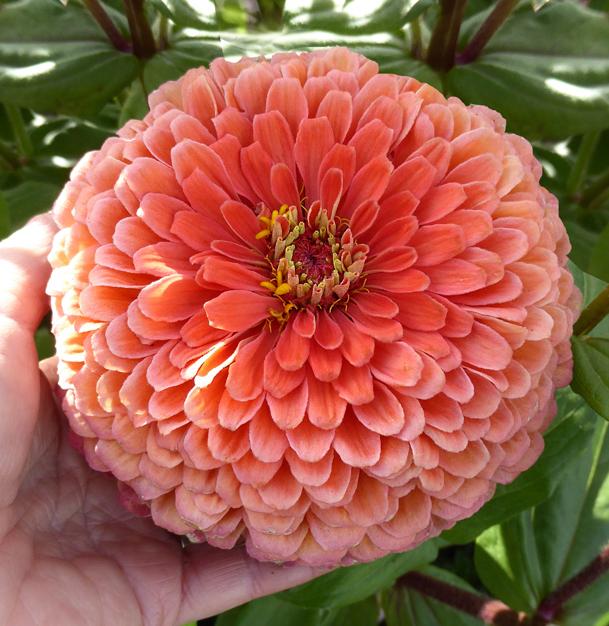 Цинния Гиганты Бенари Брайт Оранж