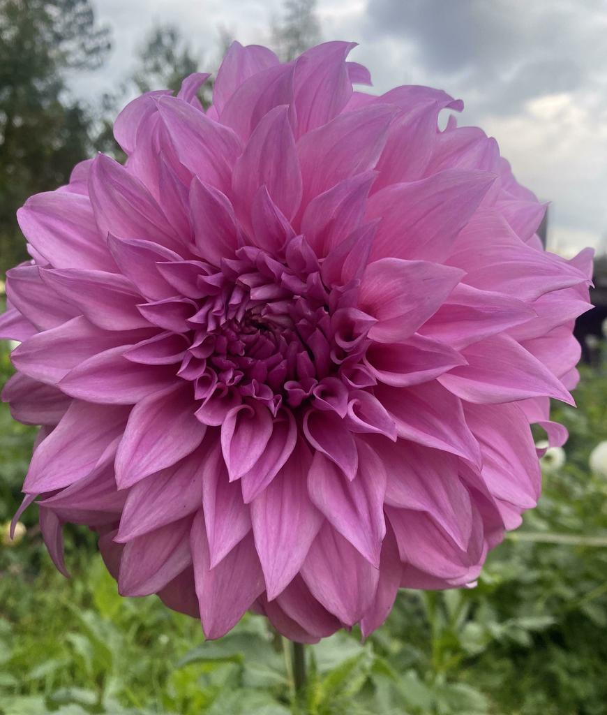 Георгина Vassio Meggos