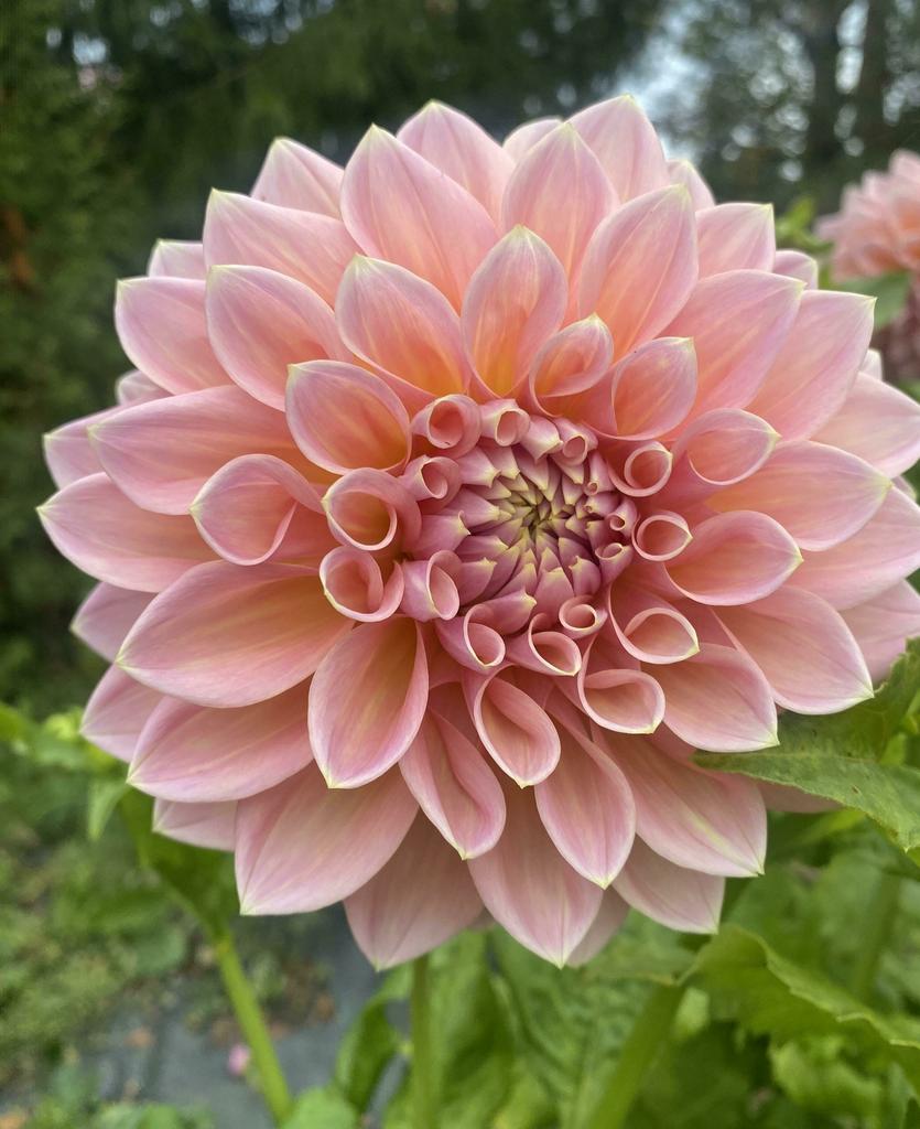 Георгина Castle Drive