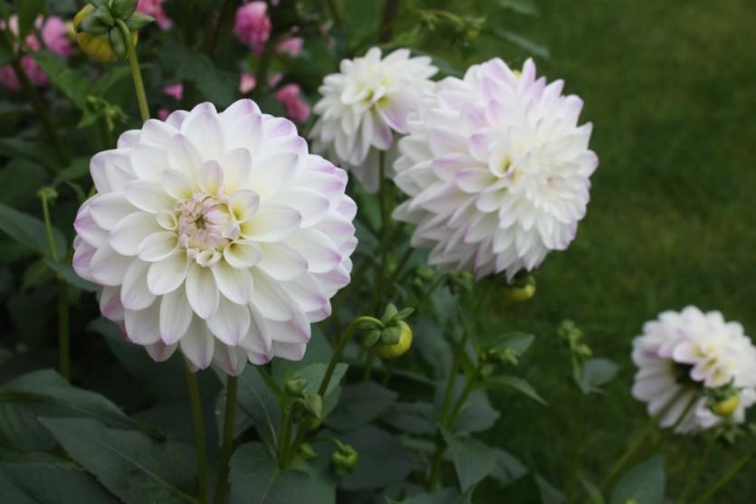 Георгина Wittem