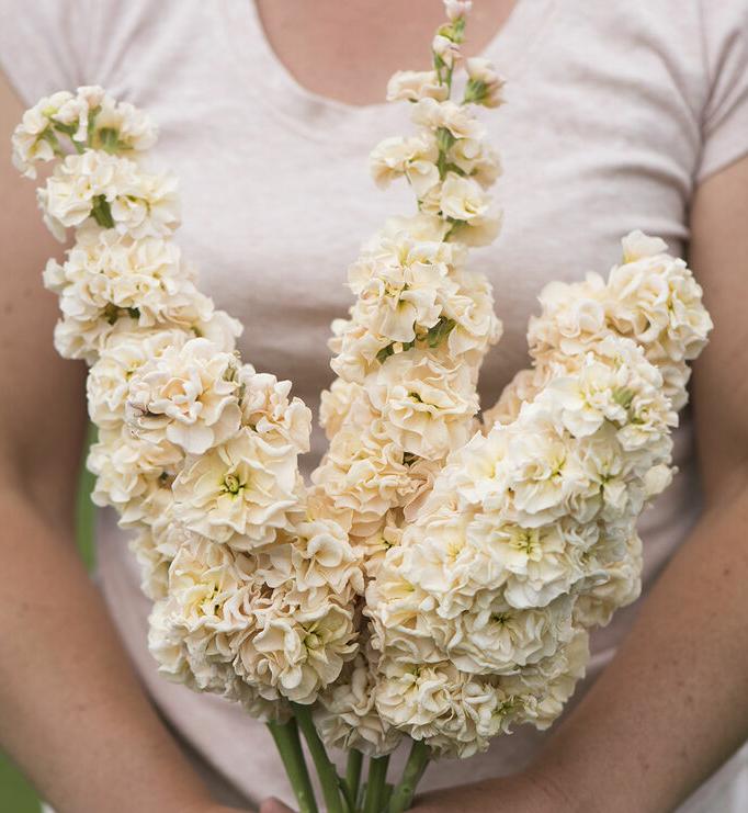 Маттиола Айрон Эприкот (Matthiola incana iron apricot)