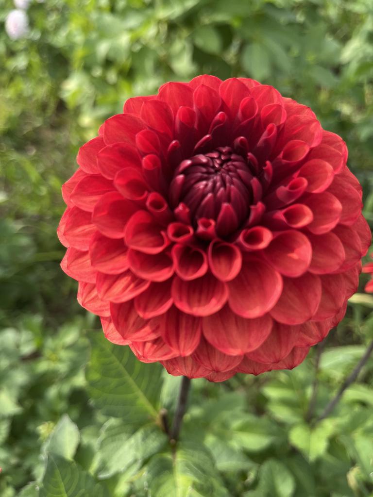 Георгина Brown Sugar