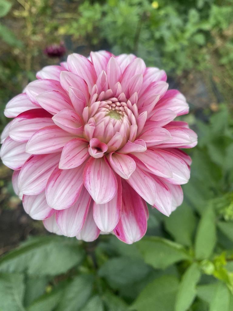 Георгина Strawberry Cream