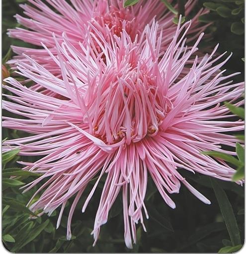 Aster  Valkyrie Brunhilde Salmon