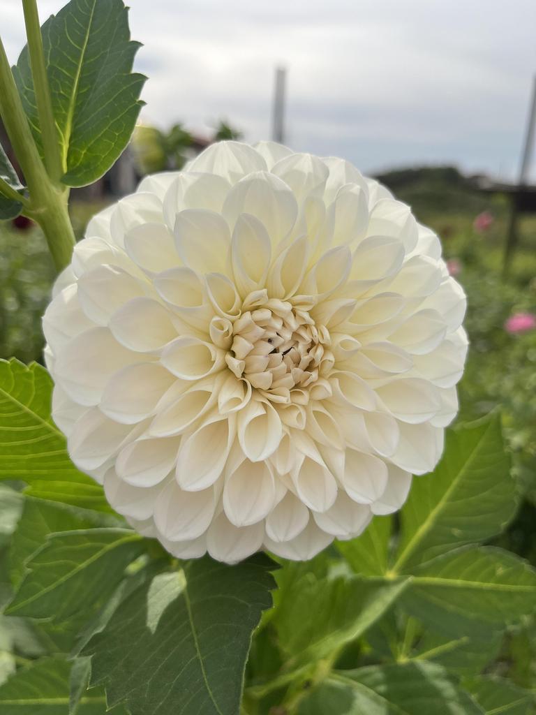 Георгина Boom Boom White