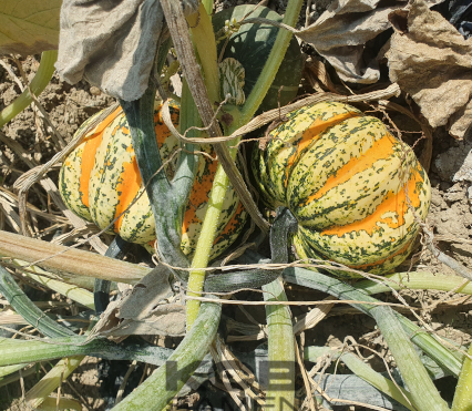 Мини тыква СЕЛЕБРЕЙШН