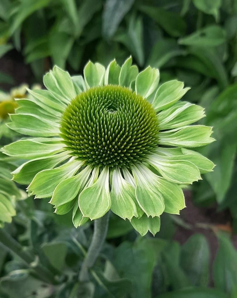 Эхинацея пурпуреа Аланс Прайд