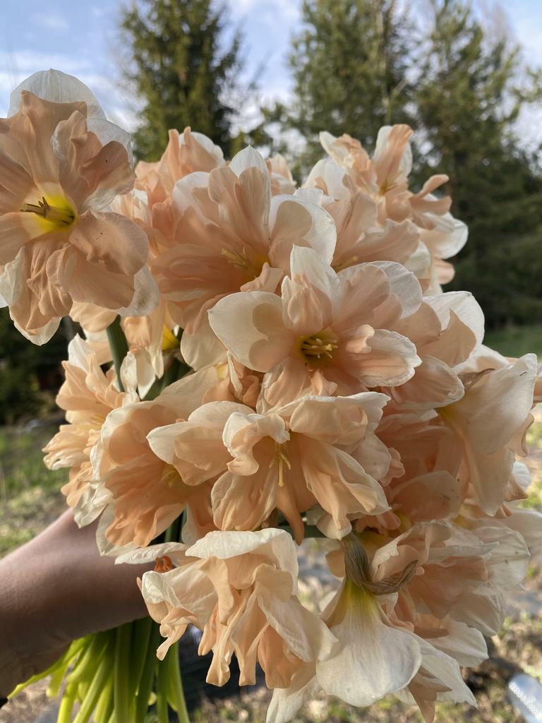 Нарцисс APRICOT WIRL