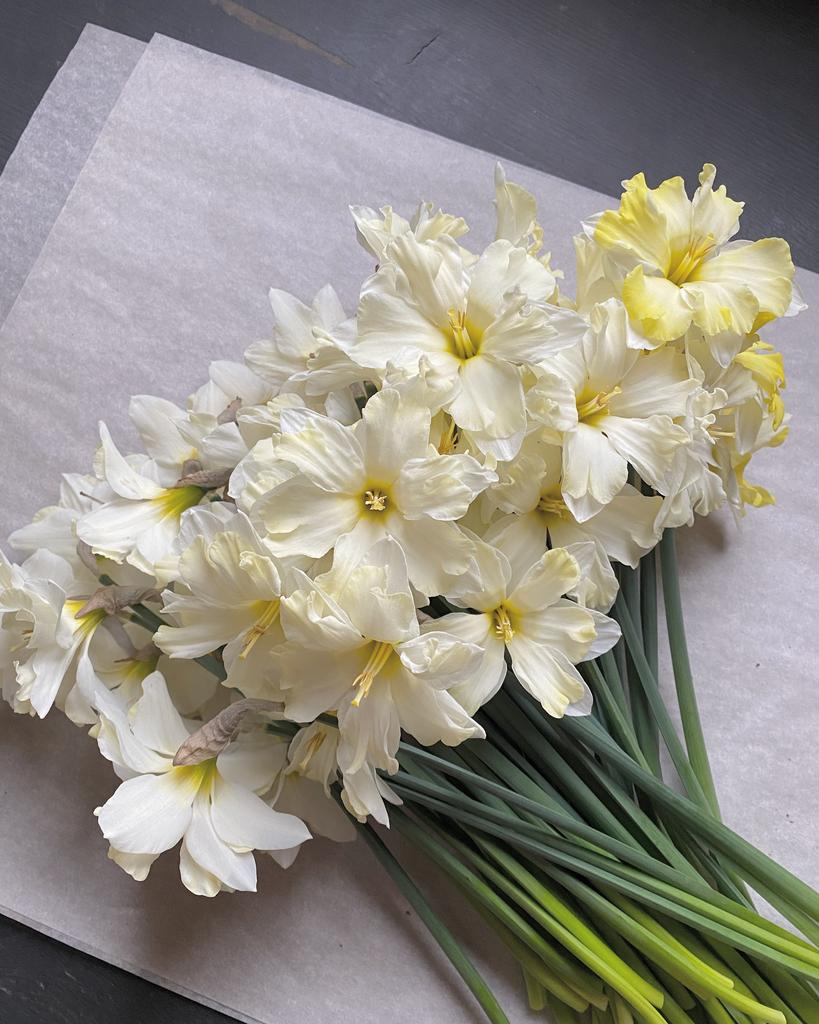 НАРЦИСС CASSATA