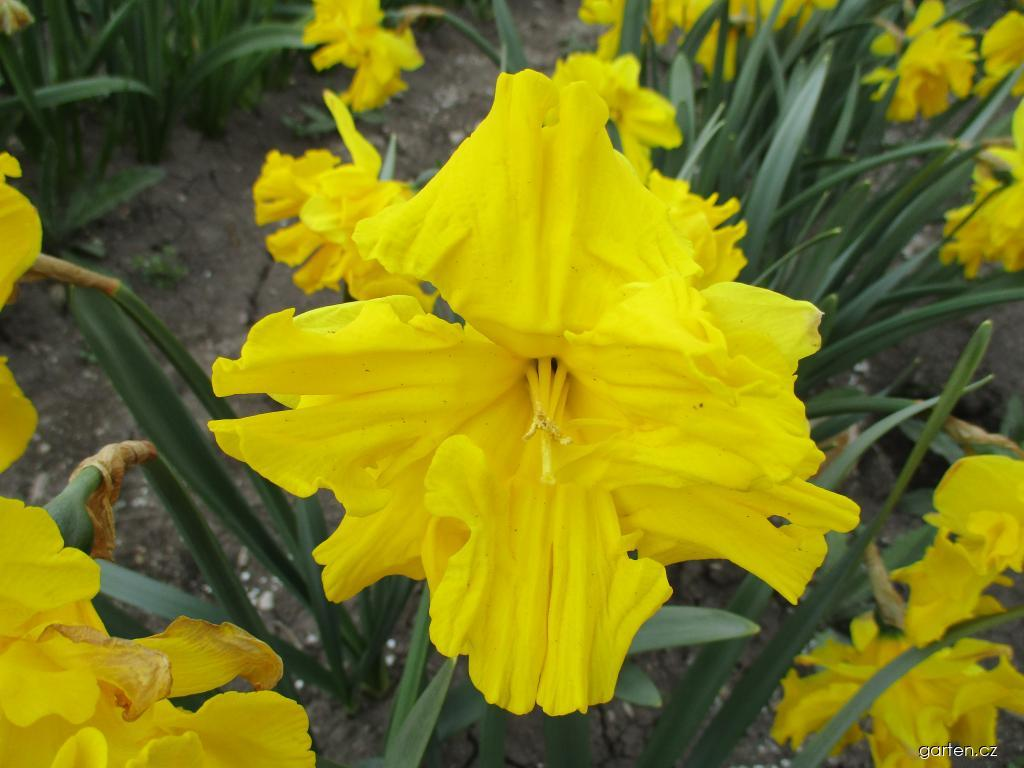 НАРЦИСС CUPFIGTHER