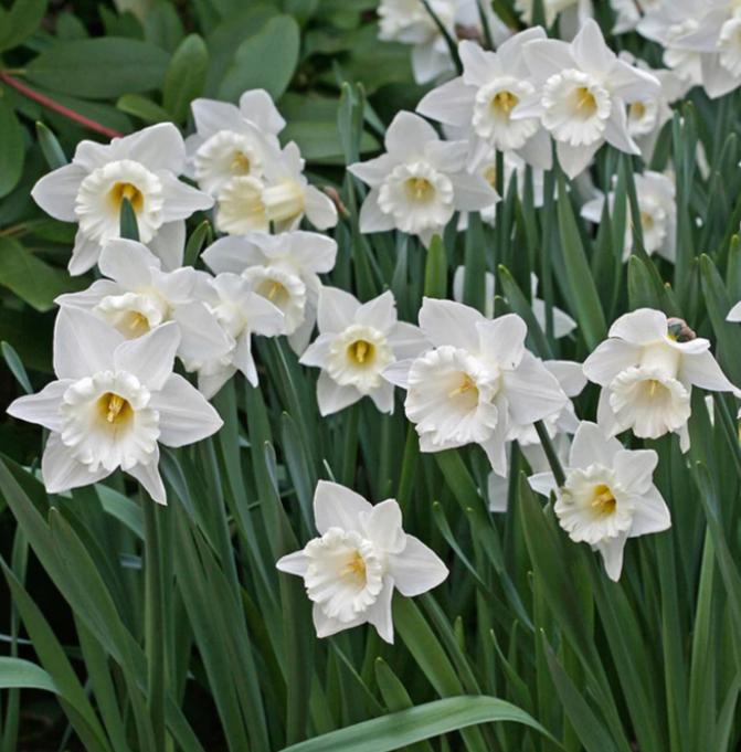 НАРЦИСС MOUNT HOOD