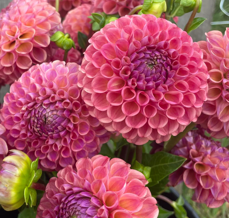 Георгина Catlins Joy