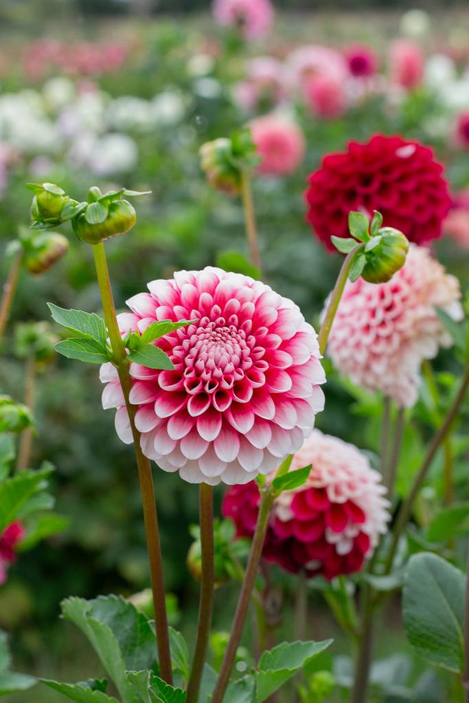 Георгина Little William