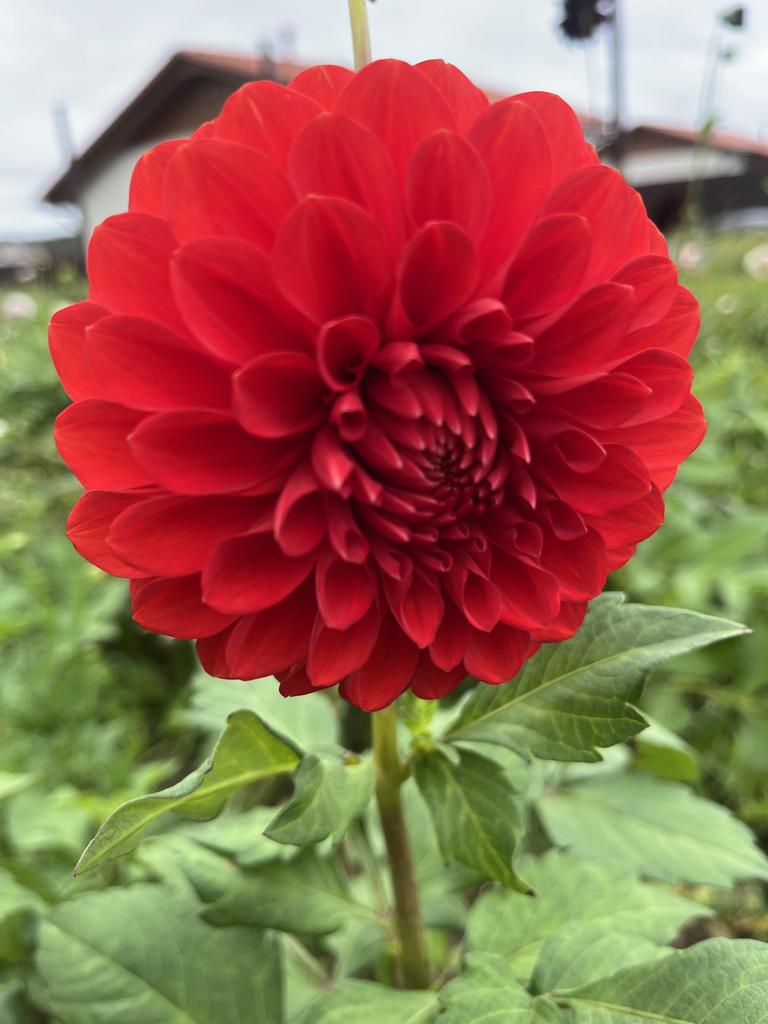 Георгина Audrey Grace