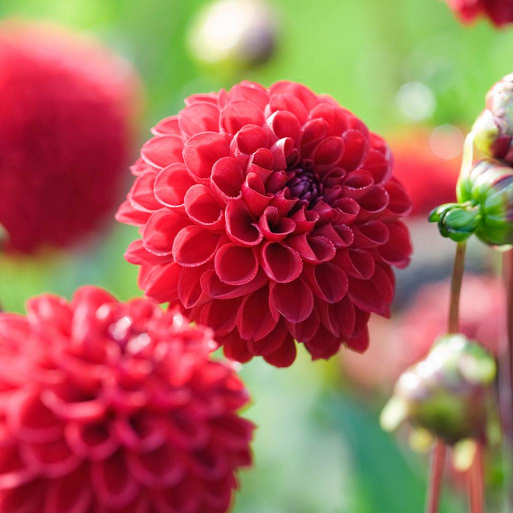 Георгина Glow