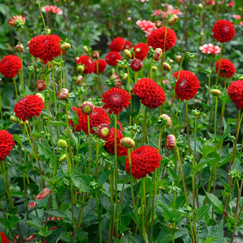 Георгина Nescio