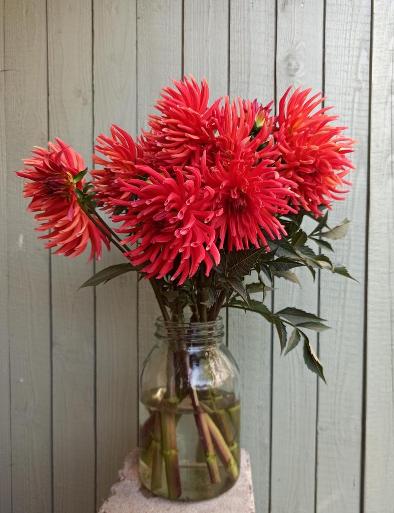 георгина FERMA A