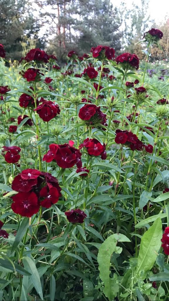 Диантус барбатус  Sweet black cherry
