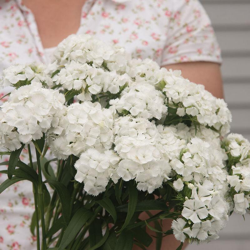 Диантус барбатус  Sweet white