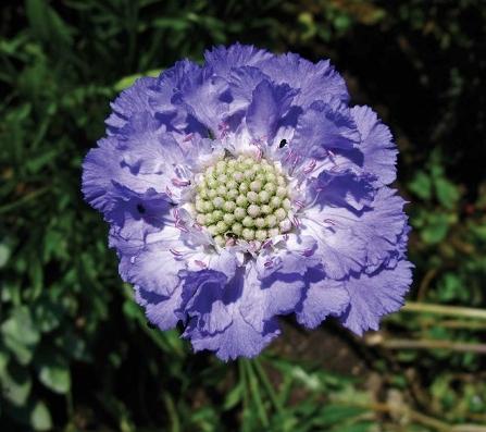 Скабиоза кавказка Fama deep blue