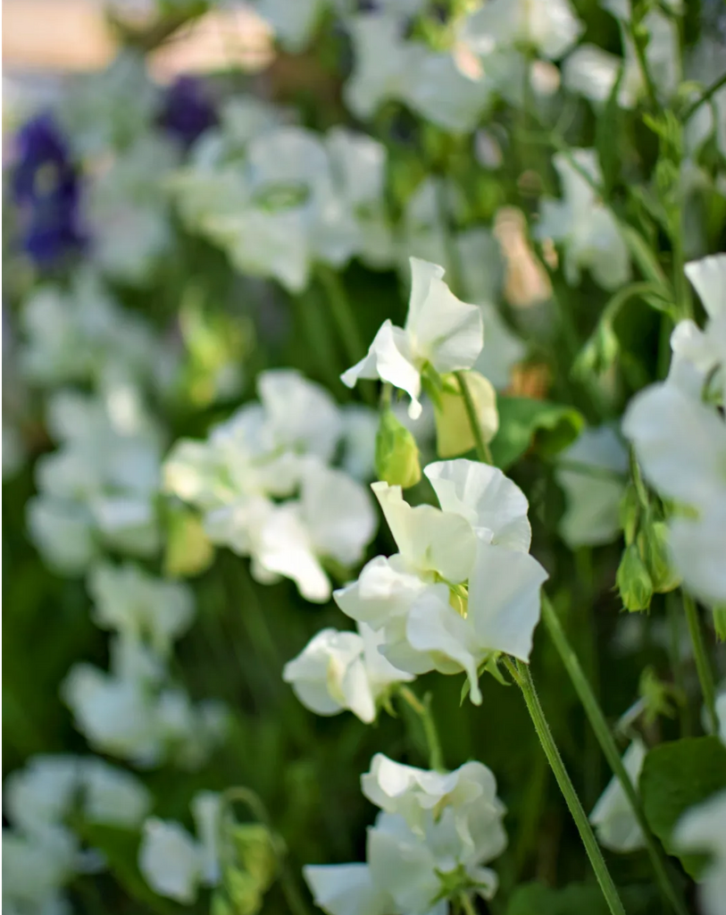 Душистый горошек Spring sunshine white