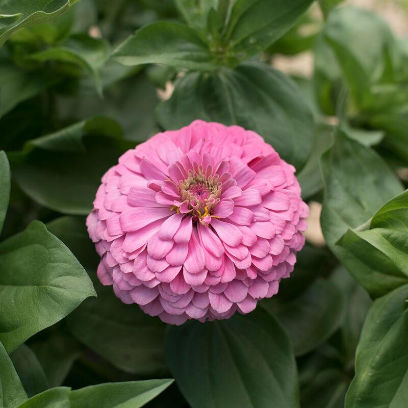 Zinnia elegans benary giant bright pink