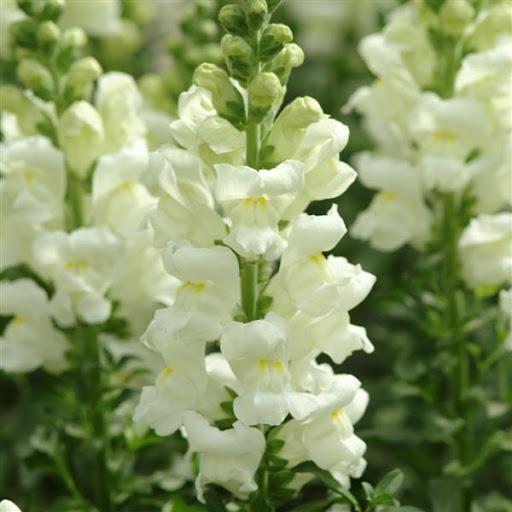 Antirrhinum majus potomac white