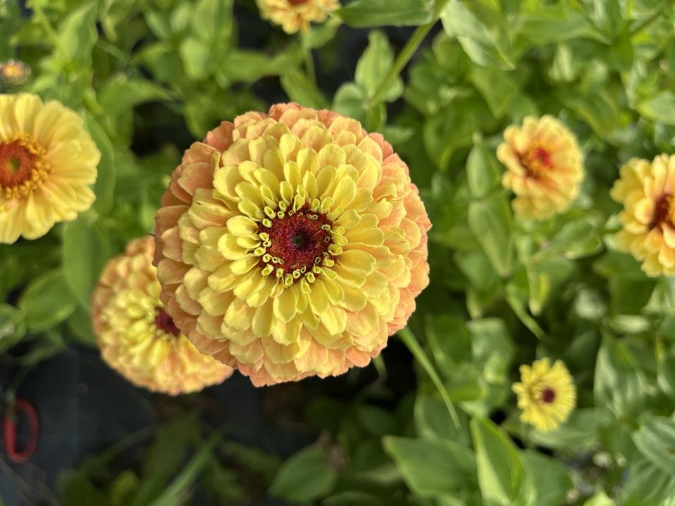 Zinnia elegans queen lemon peach