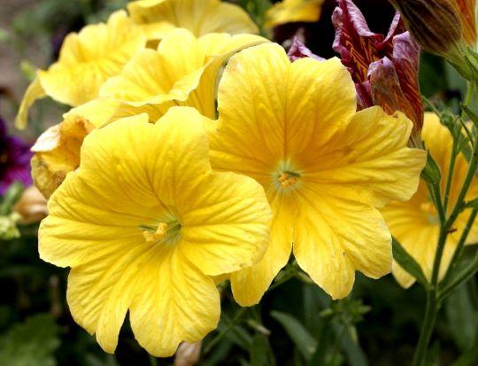 Сальпиглосис Роял Еллоу F1