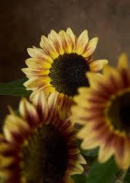 Подсолнух Марли Бикалор