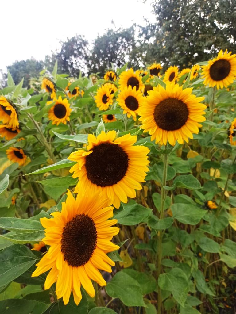 Подсолнух Санрич Оранж