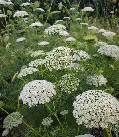 Амми висняга Грин Мист