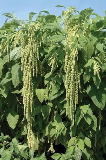 Амарант Виридис