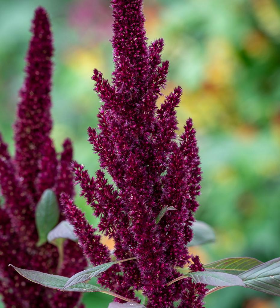 Амарант Пигми Торч