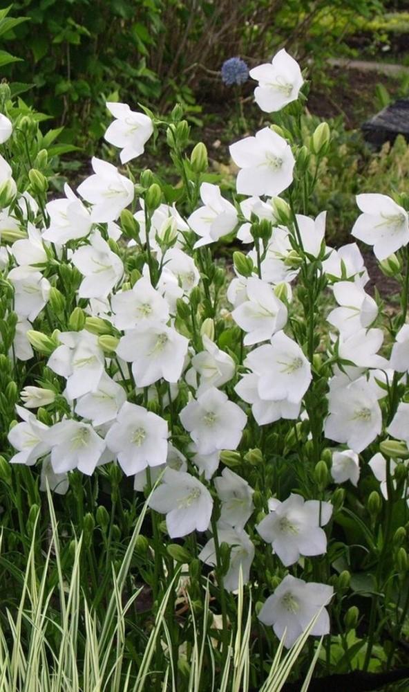 Колокольчик персиколистный белый