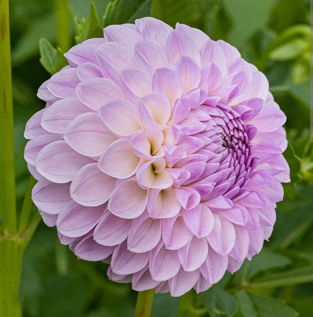 Георгина Megan Dean