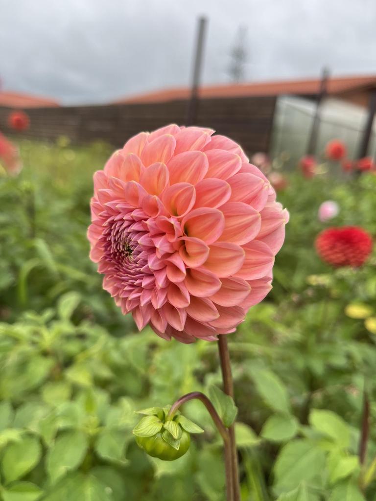 Георгина Linda's Baby