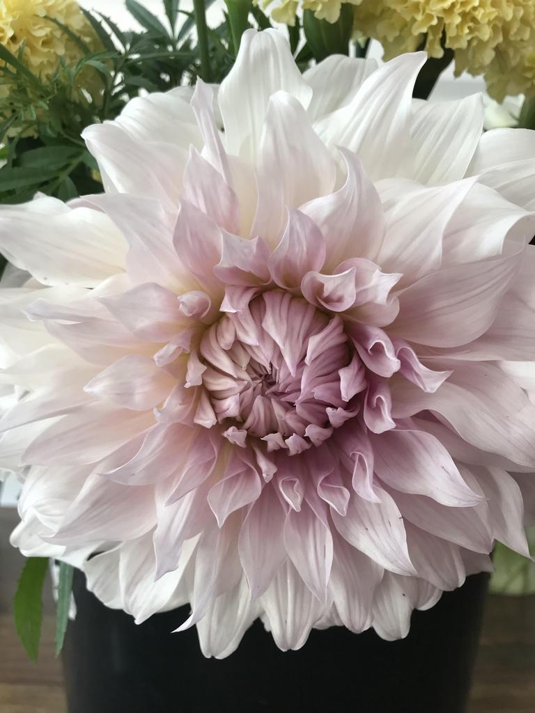 Георгина Shiloh Noel