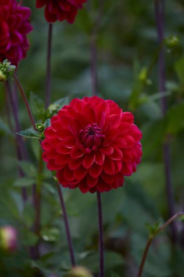 Георгина Babette