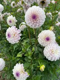 Георгина Last Dance