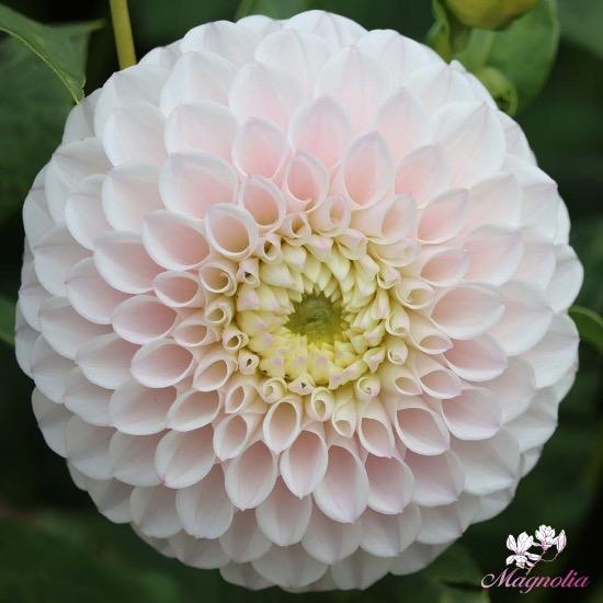 Георгина Pink Pearl