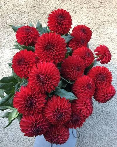 Георгина Jowey Rita